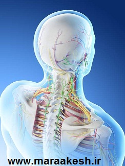 تصویر آناتومی گردن انسان برای درک راحتتر مشکل دیسک گردن و گردن درد